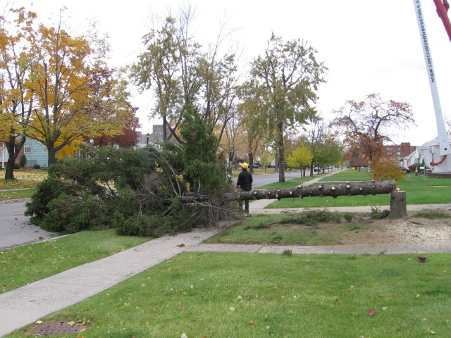 Lil's Last 2 Trees Come Down 006