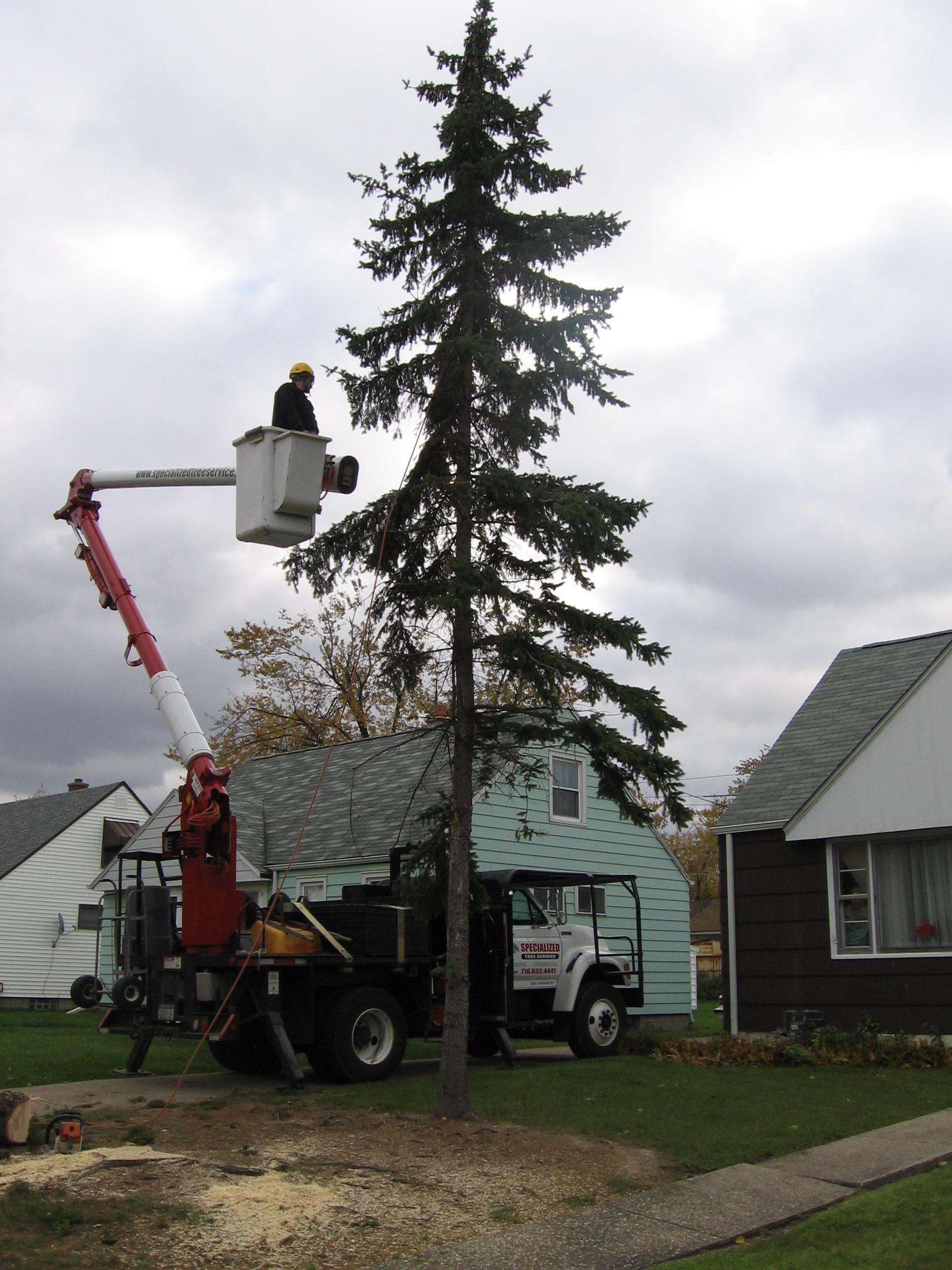 Lil's Last 2 Trees Come Down 013