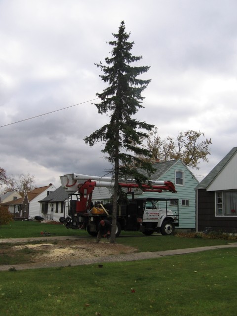 Lil's Last 2 Trees Come Down 014