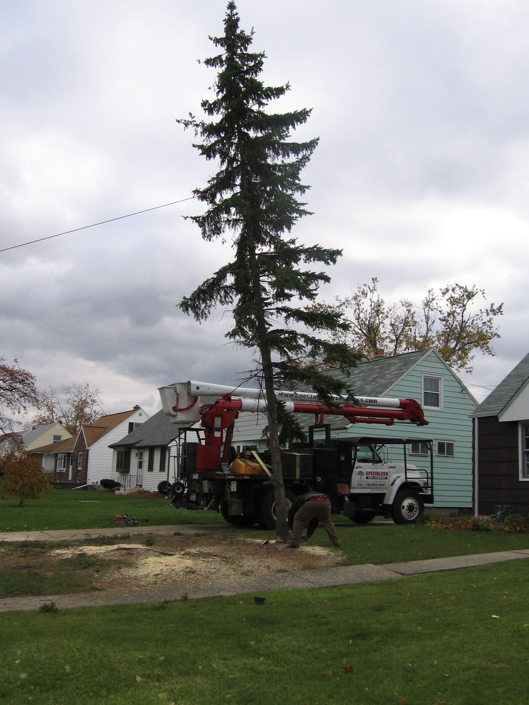 Lil's Last 2 Trees Come Down 015