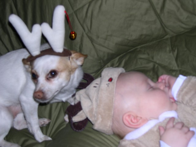 My two reindeer