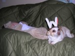 Two reindeer