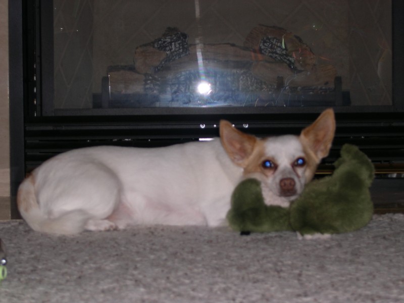 Keanu and Froggy in front of the fire