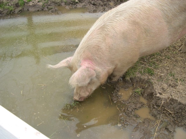 Piggy taking a drink