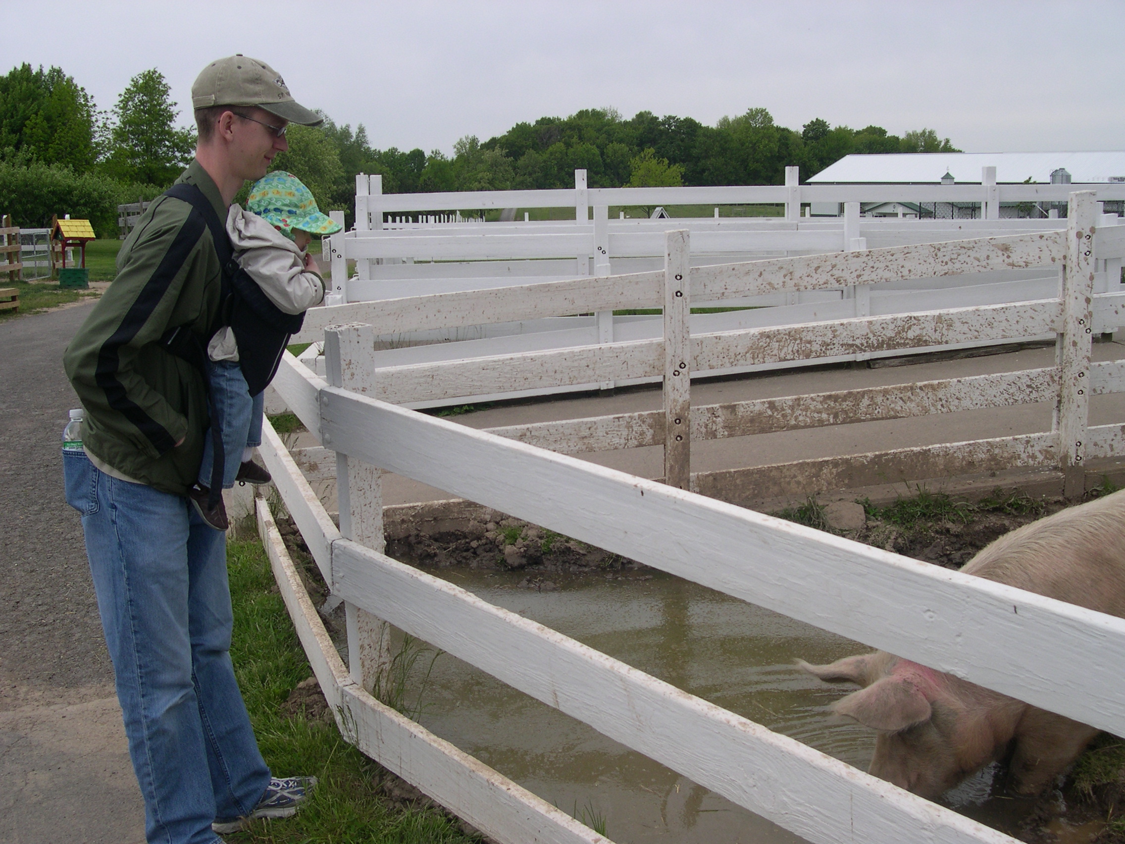 Nicky and Daddy watching the pig