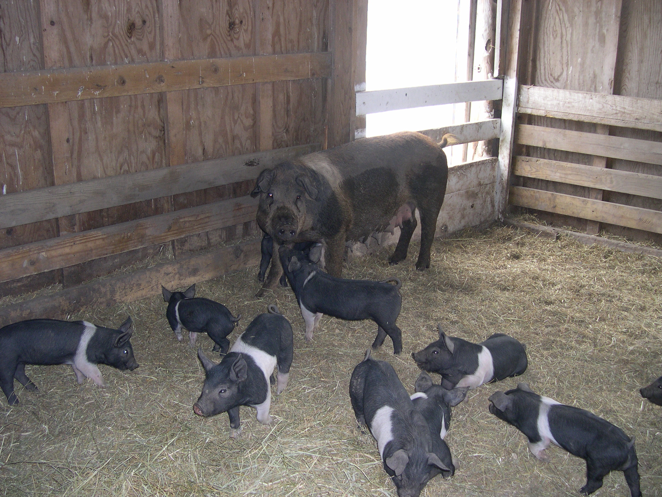 Inside, there were piglets!