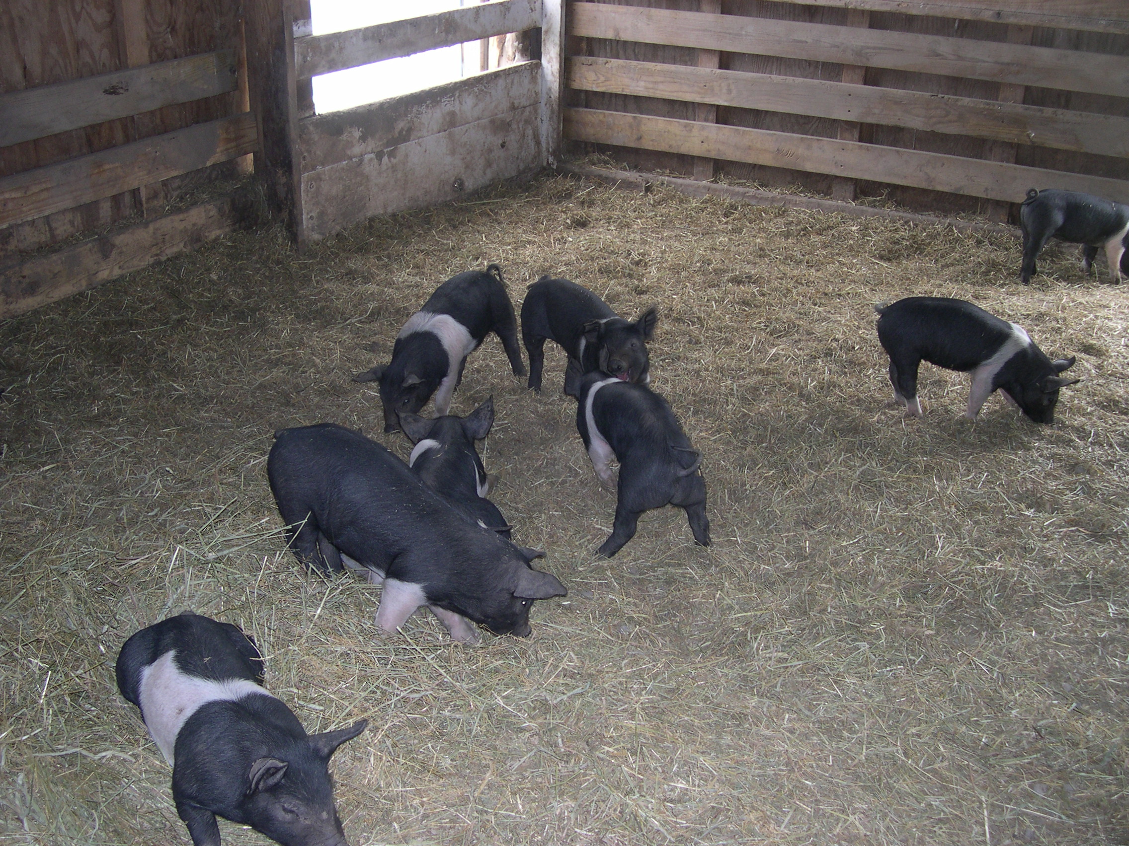 There were 13 playful piglets.