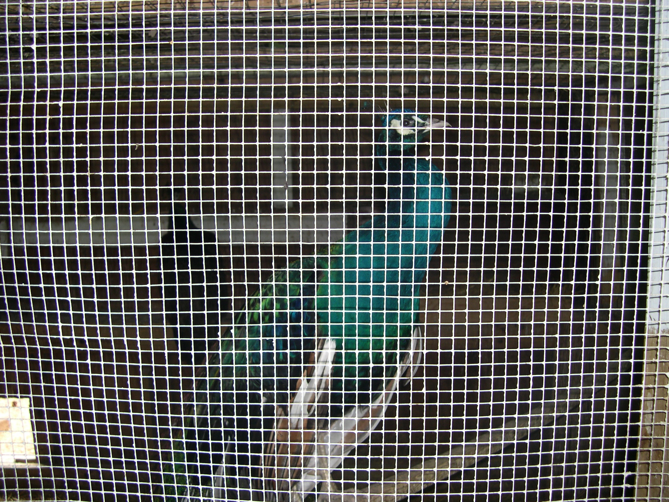 The peacock