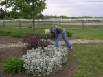 Nicky and Daddy smelling the flowers in the garden