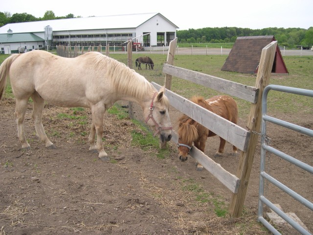 A big horse and a little one, too