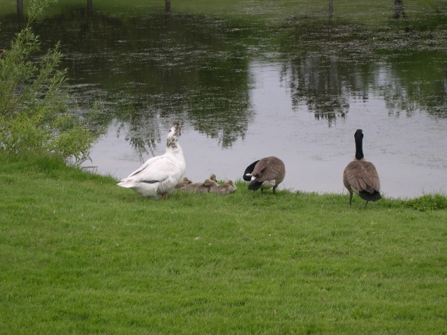 The Canadian geese with their nanny, the goose