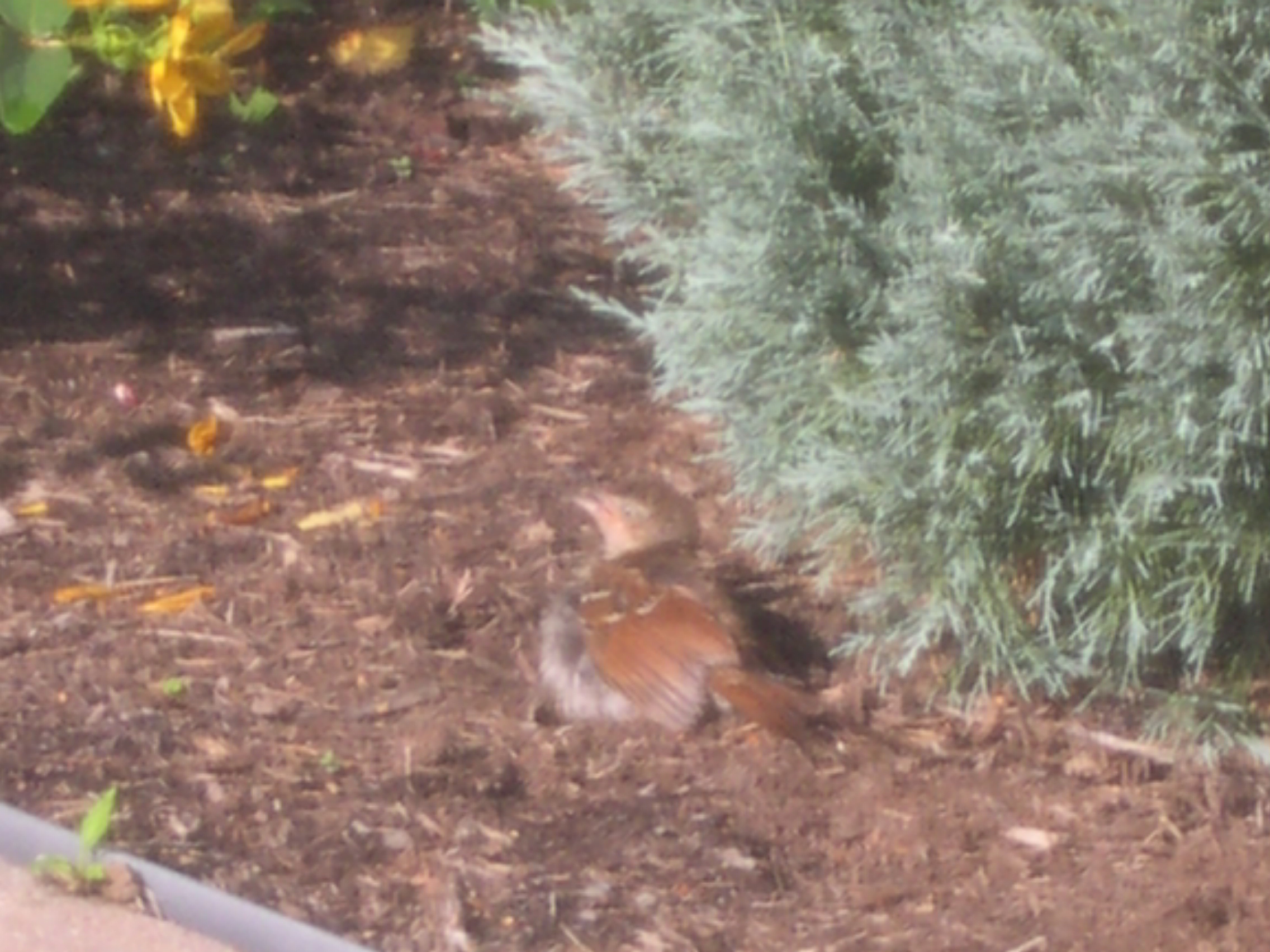 A weird bird I found in the garden.