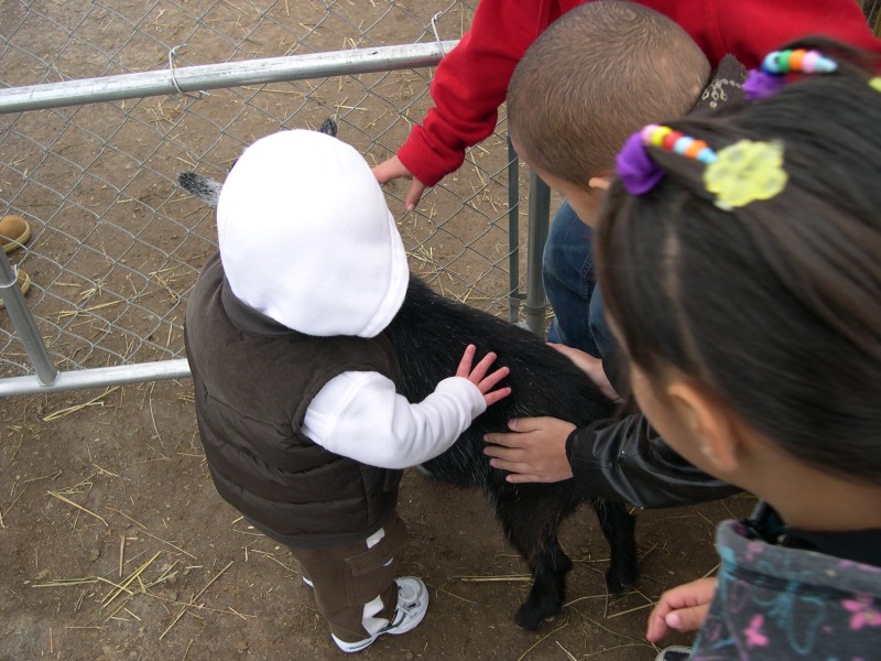 Nicky petting the goat