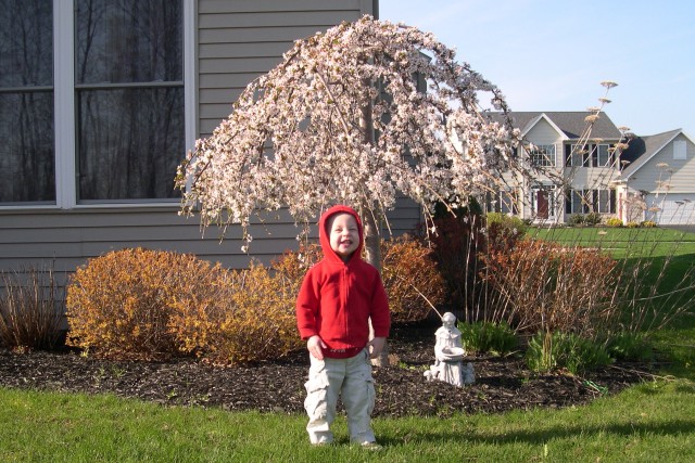 Nick posing by the weeping cherry