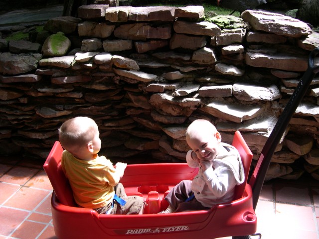 Ncky being cute and Parker looking at the birds