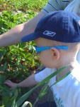 Nicky strawberry-picking for the first time!