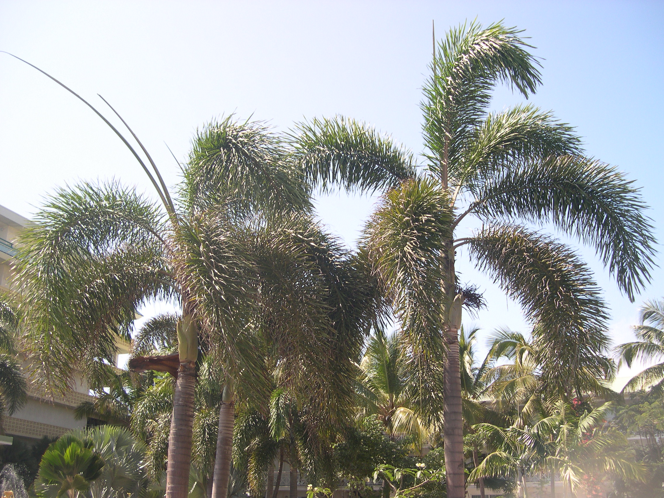 Fuzzy palms! (Trees...)