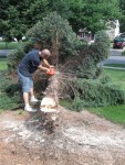 Tree Removal 009