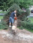 Tree Removal 010