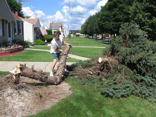 Tree Removal 011