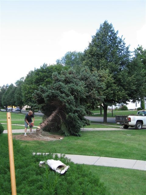 Tree Removal 007