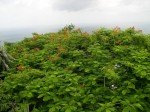 Some of the plants at the top of the Skyride