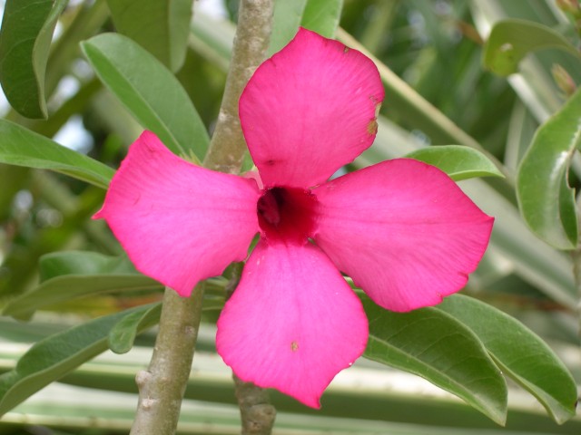 A flower at Paradise Point