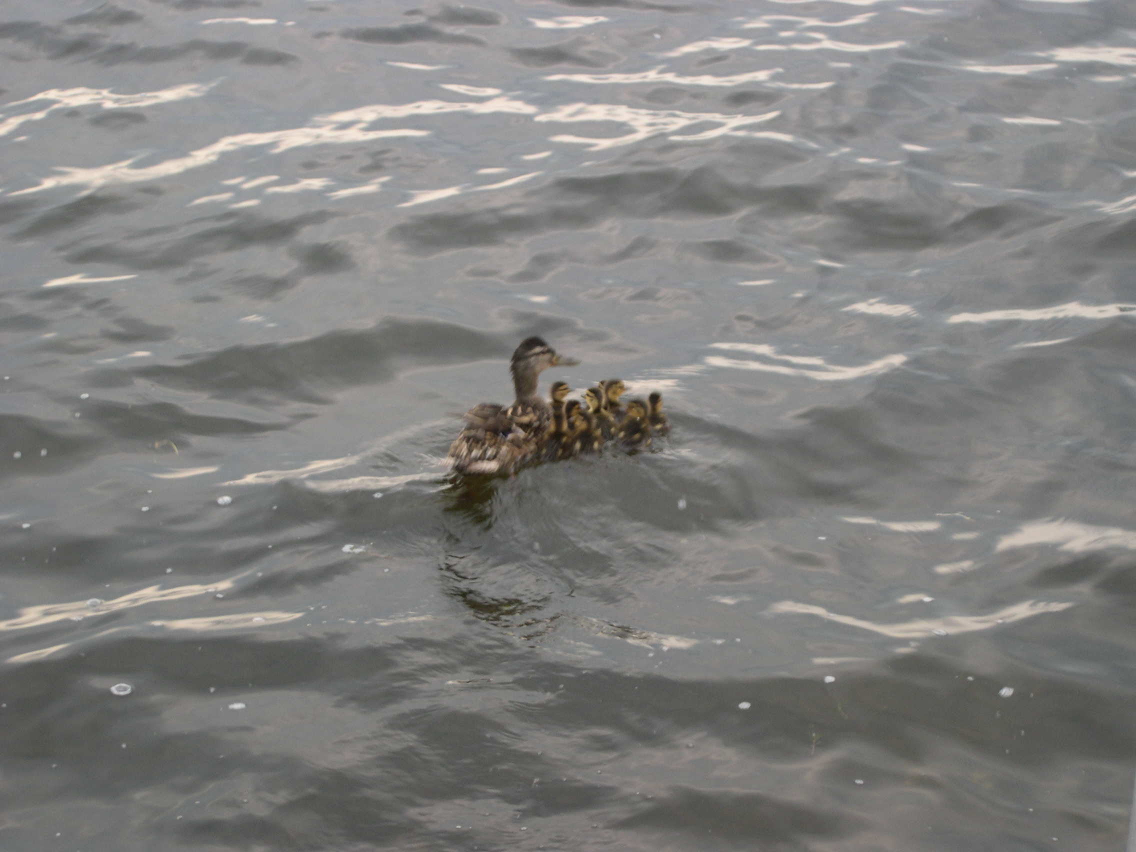 Oneida Lake