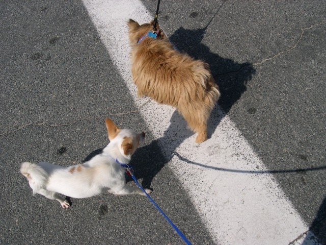 Keanu meets some other dogs