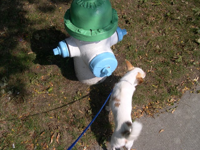 Keanu checking out the fire hydrant