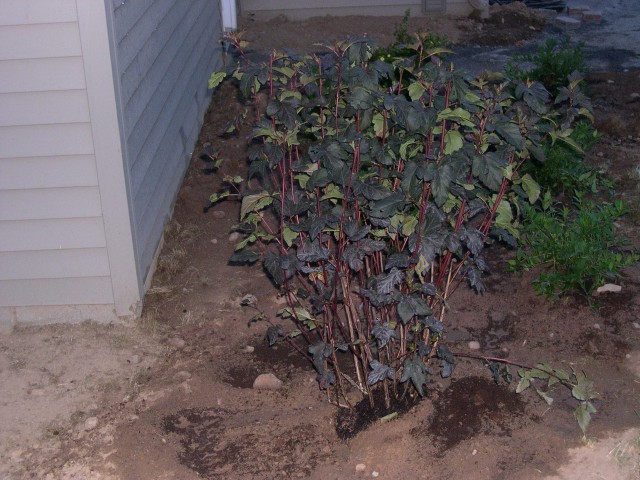 One of the corner plants