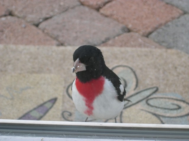 Rose-Breasted Grosbeak (Male)