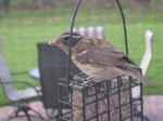 Rose-Breasted Grosbeak (Female)