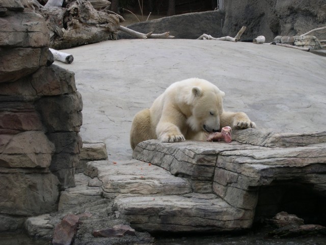 Lunch time for the polar bear