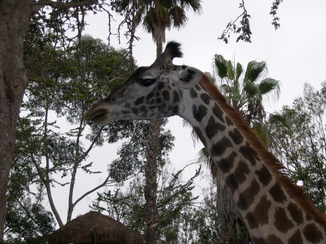 Smile, giraffe!