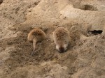 Prairie dogs are so cute