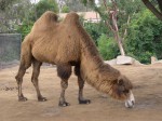 Camels have the funniest knees