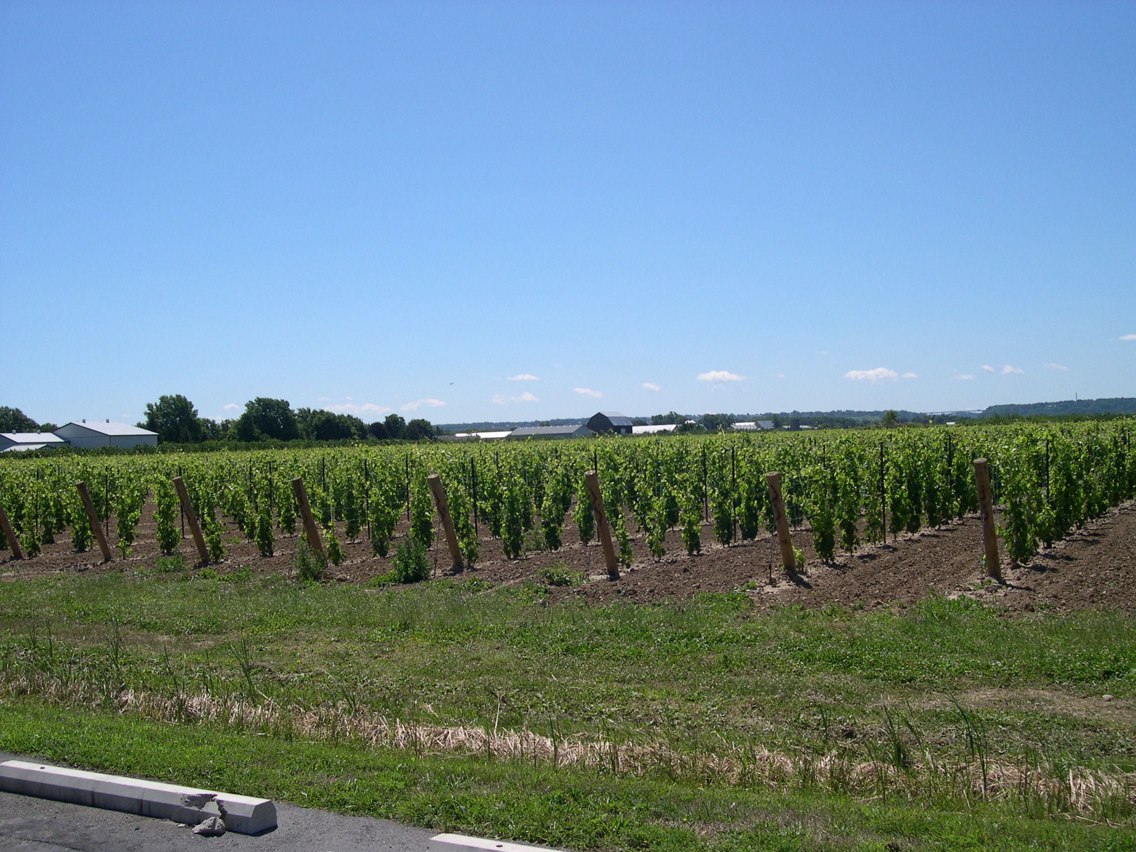 Grapes growing in the field