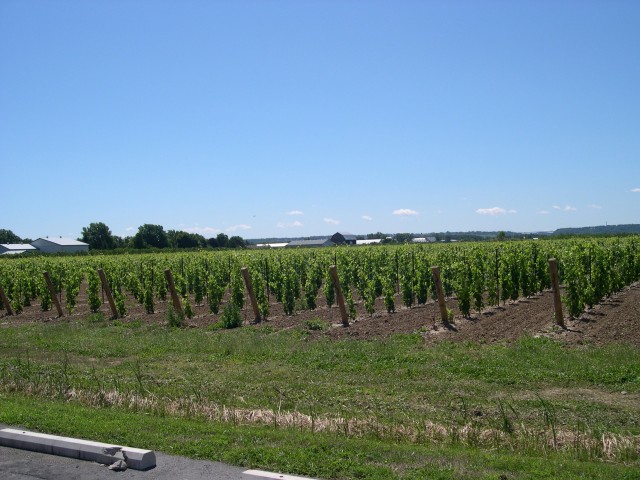 Grapes growing in the field
