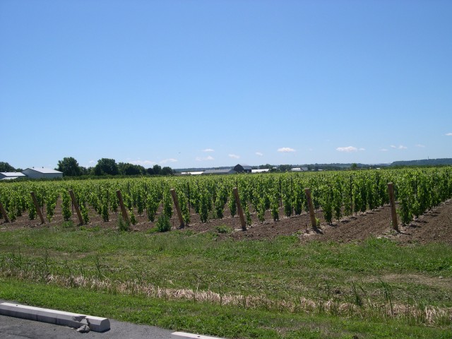 Grapes growing in the field