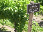 Ice wine grapes on the vine