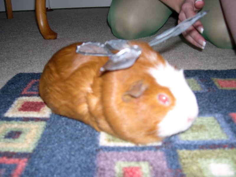 Piggy 004.jpg