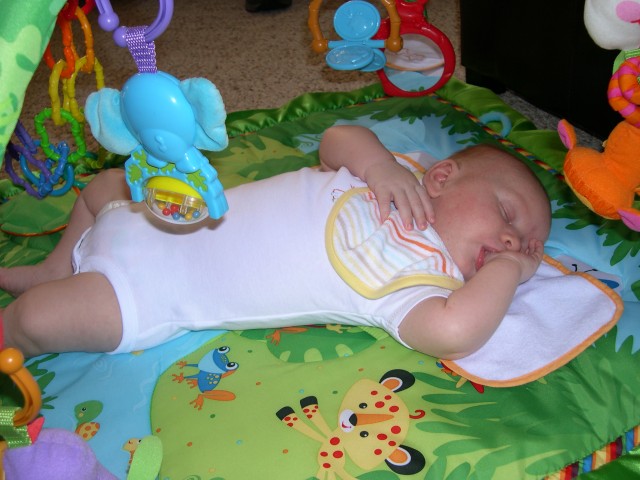 Snoozing in the Rainforest Gym